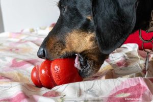 Perra disfrutando de un kong relleno