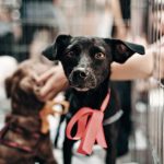Perros en una protectora
