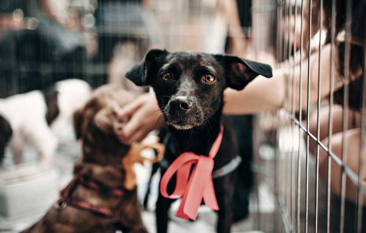Perros en una protectora
