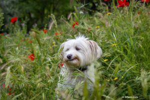 Una perra en un campo con amapolas