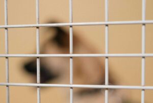 Un perro en una protectora de animales