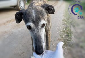Un galgo rescatado por ERA Rescate Animal