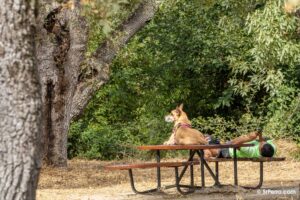 Un perro descansando junto a su humano