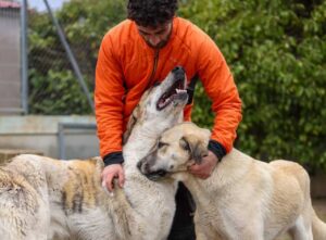 Perros en adopción en FAPAM, entidad organizadora del Congreso
