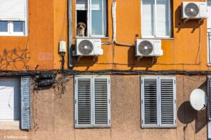 Un perro en la ventana de su casa