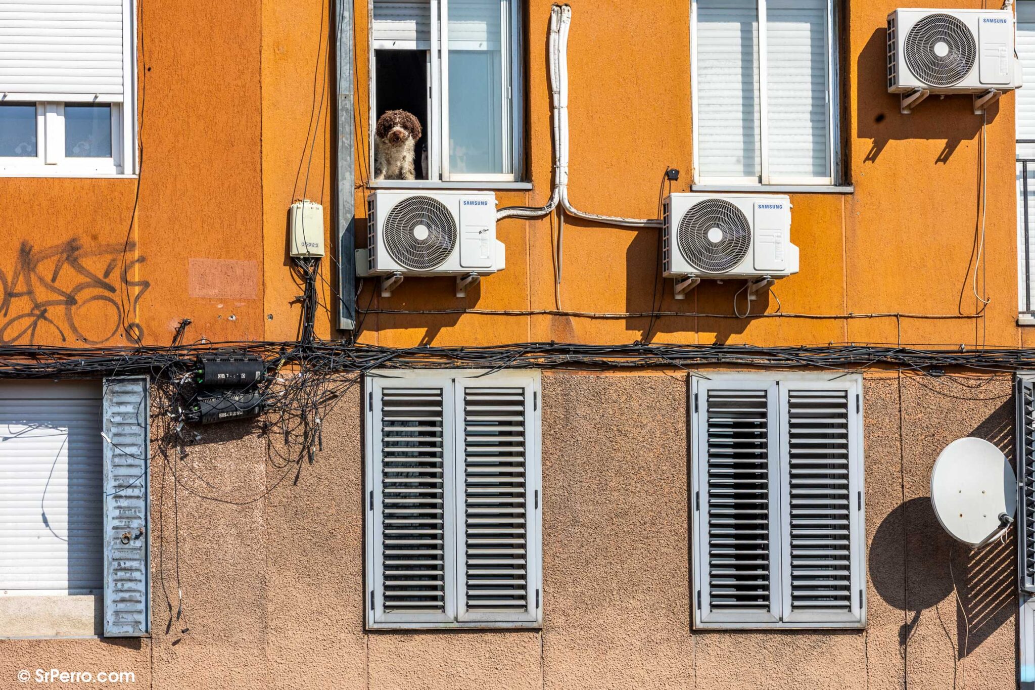 Un perro en la ventana de su casa