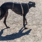 Galgo con arnés aparta la mirada