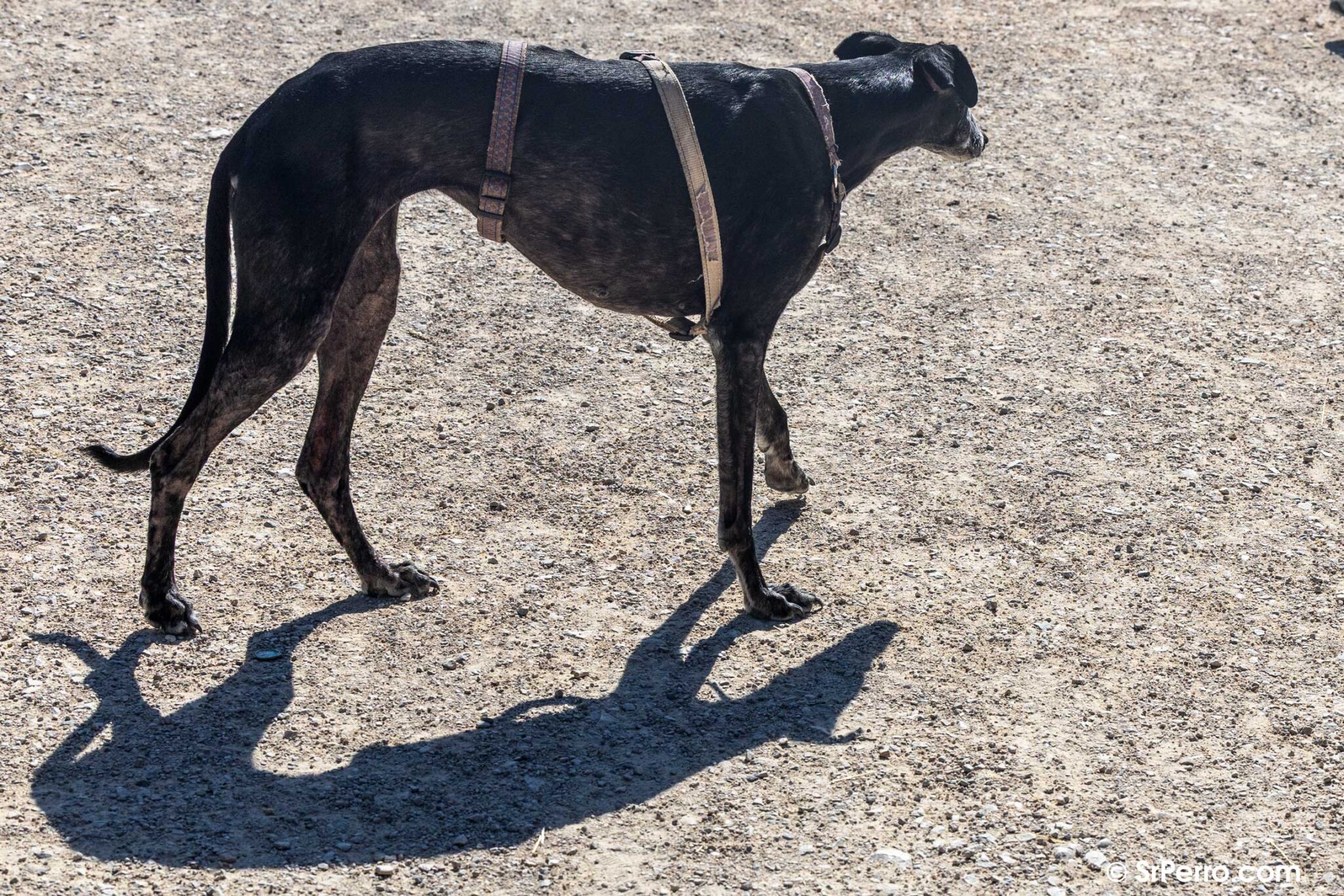 Galgo con arnés aparta la mirada