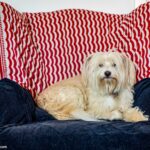 Una perra en una butaca de su casa