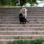 Dos perras en una escalera