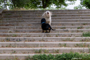 Dos perras en una escalera