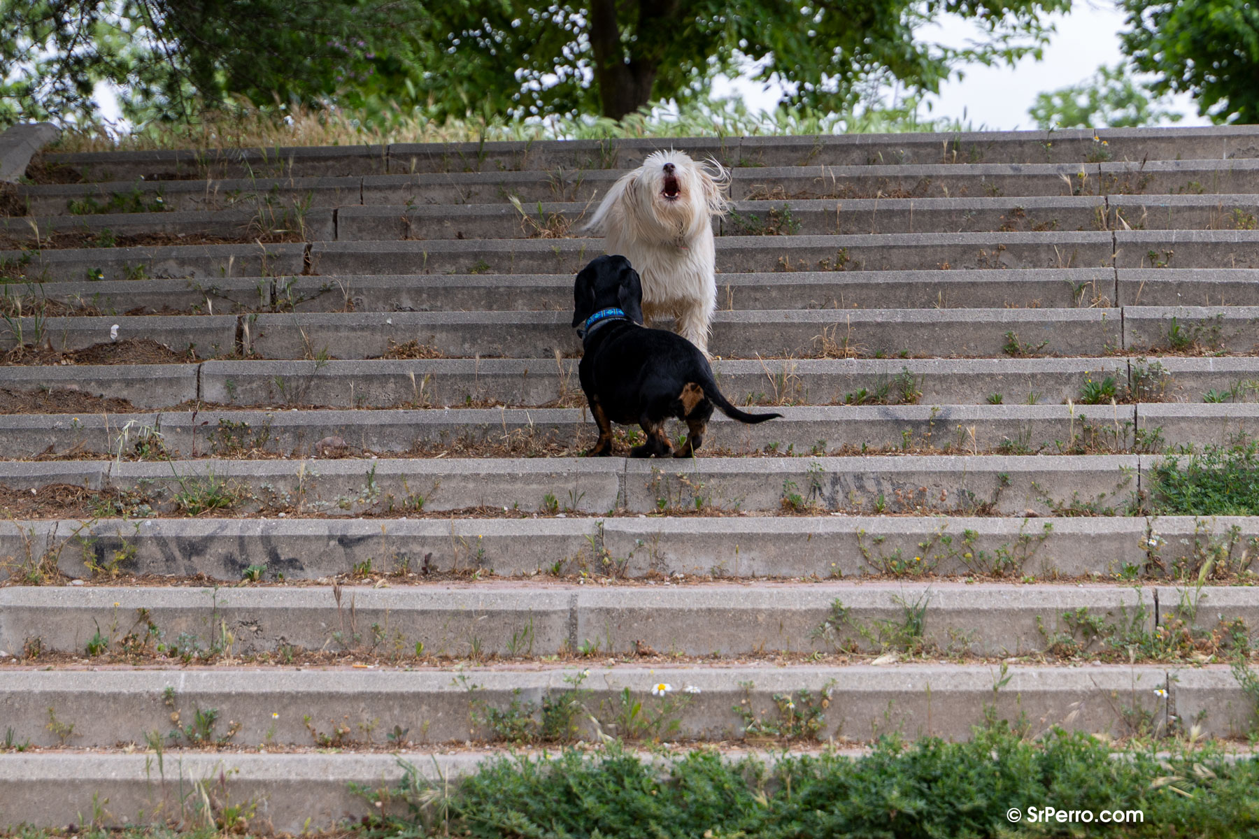 Dos perras en una escalera