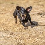 Un Teckel enseña los dientes