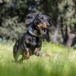 Una teckel corriendo en el campo