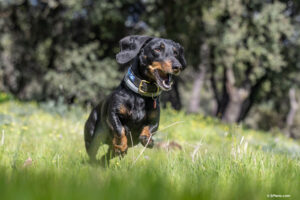 Una teckel corriendo en el campo