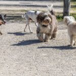 Un grupo de perros conociéndose