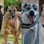 Tanqueray, Jimbo, Lanuza y Alerón, en adopción