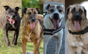 Tanqueray, Jimbo, Lanuza y Alerón, en adopción