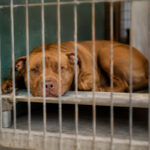 Un perro de una raza considerada PPP en una protectora