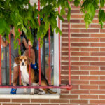 Un niño pequeño jugando con un Beagle en su casa