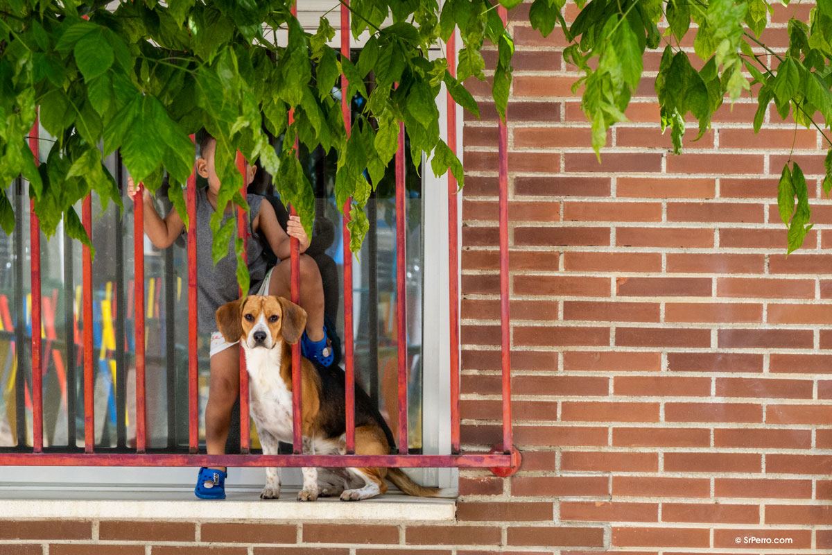 Un niño pequeño jugando con un Beagle en su casa