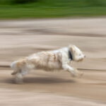 Una perra corre veloz