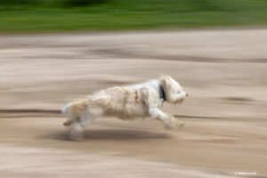 Una perra corre veloz