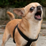 Un chihuahua ladrando