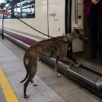 Un galgo subiendo a un tren.