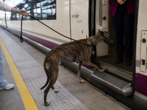 Un galgo subiendo a un tren.