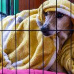 Un perro dentro de una jaula que él usa para dormir y sentirse protegido
