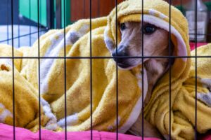 Un perro dentro de una jaula que él usa para dormir y sentirse protegido