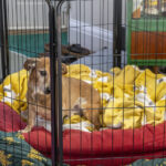 Un perro dentro de una jaula en su casa