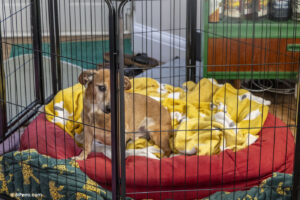 Un perro dentro de una jaula en su casa