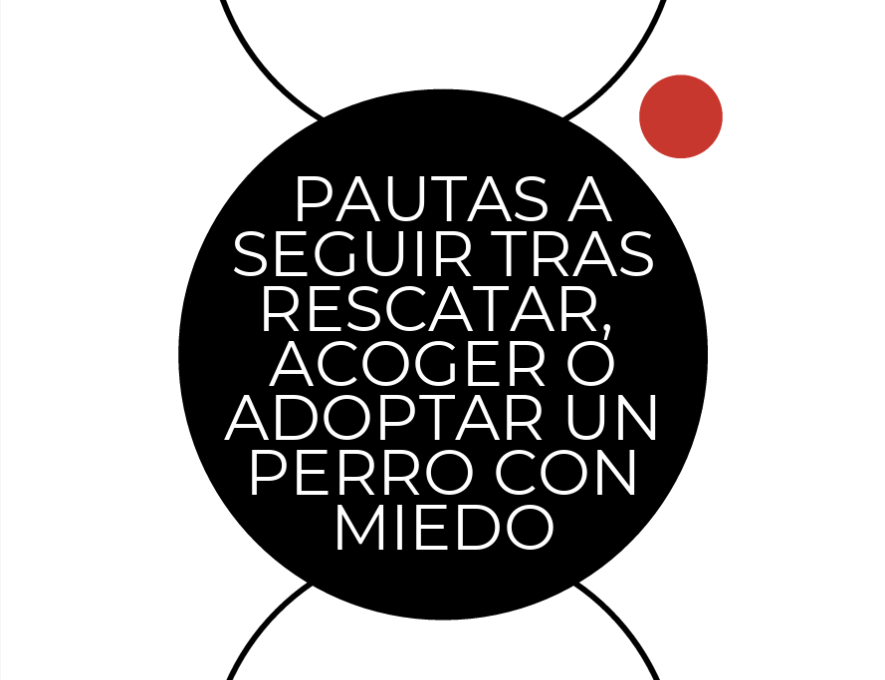 Portada de la guía Pautas tras rescatar, acoger o adoptar a un perro con miedo