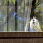 Perro ladrando en su casa