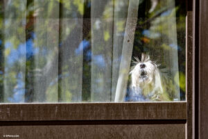 Perro ladrando en su casa
