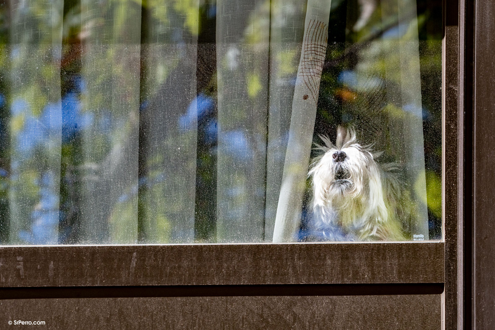 Perro ladrando en su casa