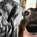 Galgos en FBM