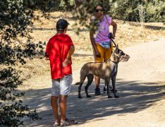 Un pastor belga malinois con bozal