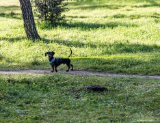 Perro con una flexi