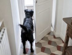 Un perrete recibe a su humano en casa