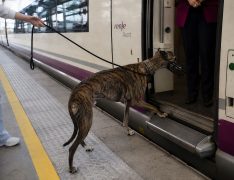 Un galgo subiendo a un tren.