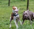 Perro emitiendo diferentes señales de lenguaje canino