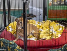 Un perro dentro de una jaula en su casa