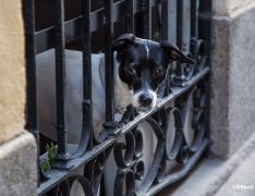 Perro preocupado solo en casa