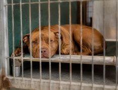 Un perro de una raza considerada PPP en una protectora