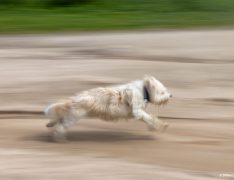 Una perra corre veloz