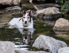 Una perra senior disfruta del agua