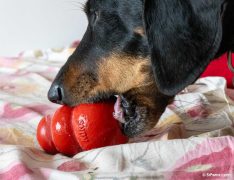 Perra disfrutando de un kong relleno